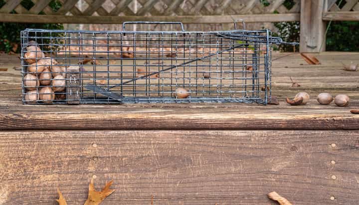 Professional Wildlife Control specialists in Rochester ensuring safe removal and prevention