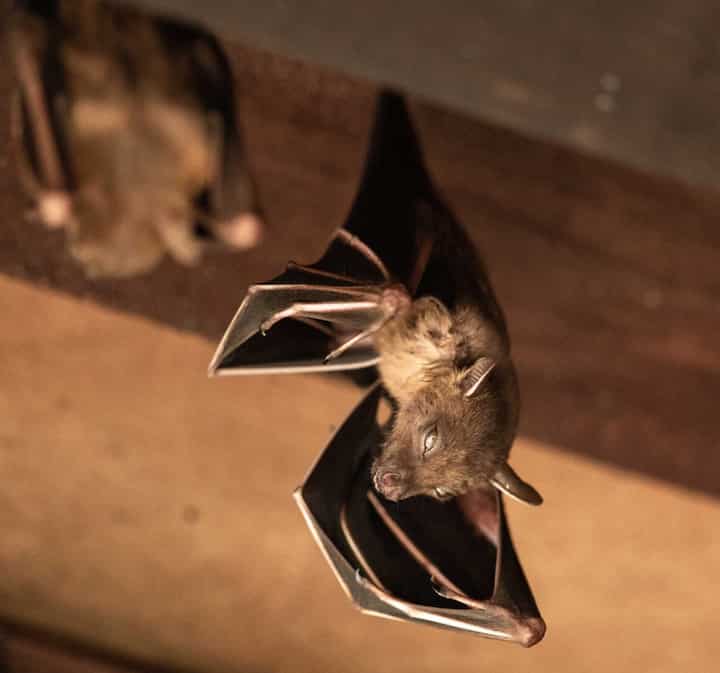 Expert bat removal services for a safe and humane solution in Rochester
